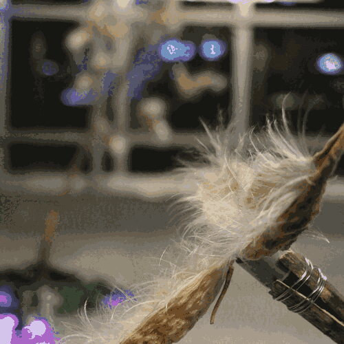 Close-up detail of the milkweed fan