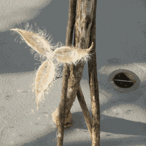 Fan constructed from milkweed pods and plumes on a reused DC motor