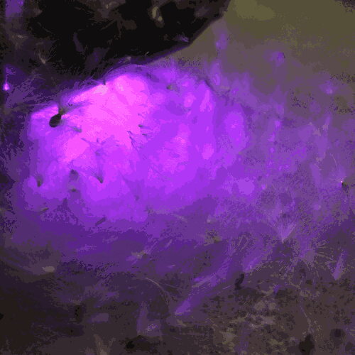 LED detail on Plant 2