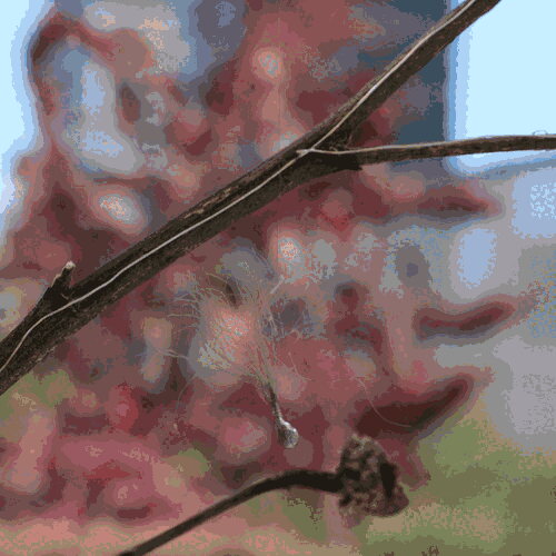Soldered milkweed plume seed attached to conductive branch