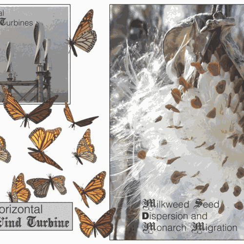 Printed slide about milkweed plumes